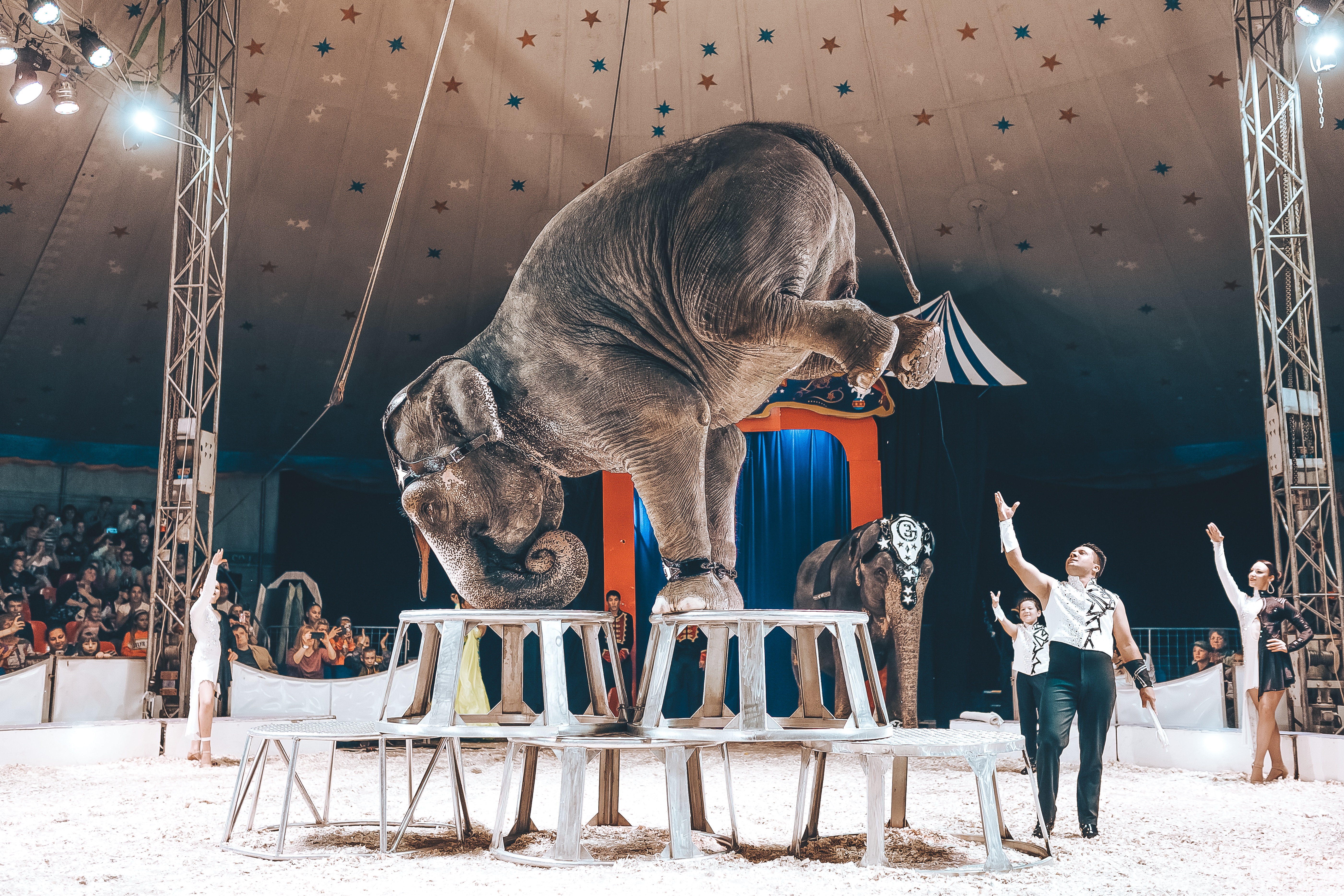 цирк шоу слонов саранск