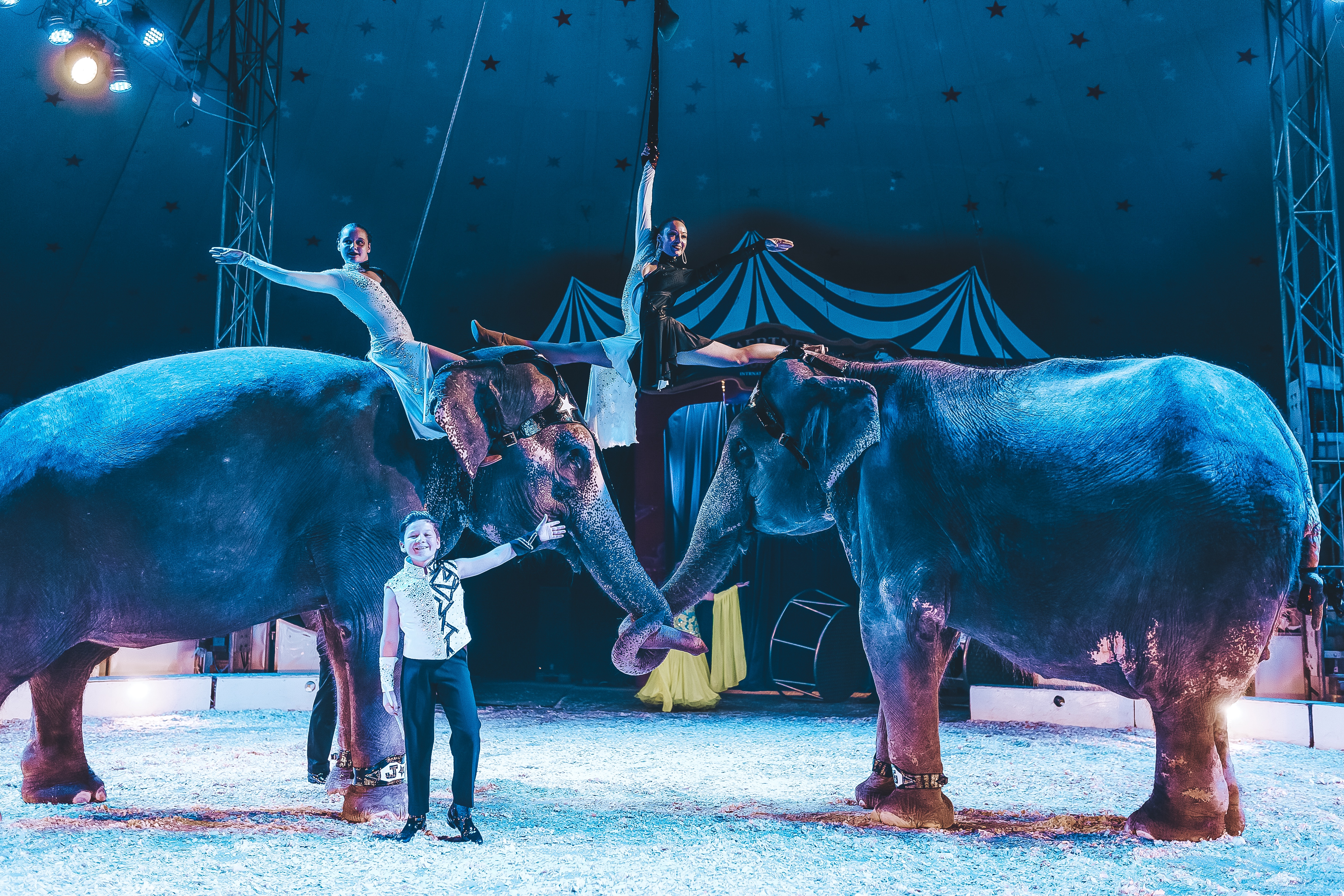 Цирк шоу слонов 2019