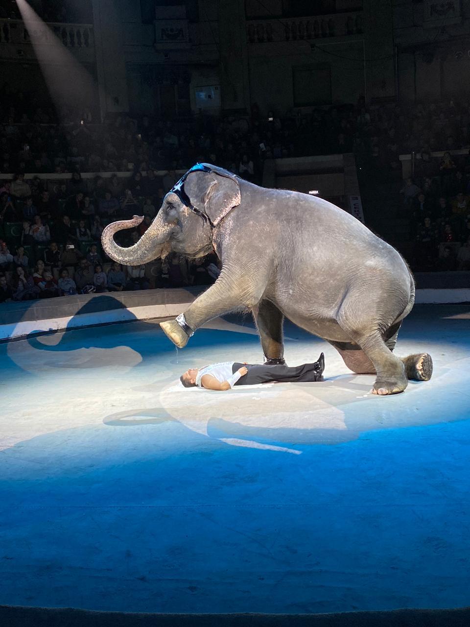 Цирк шоу слонов 2021