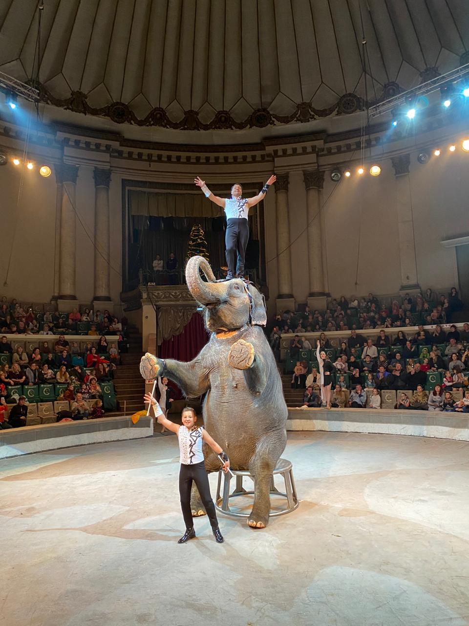 Цирк шоу слонов 2020 Самара